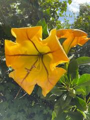 Solandra