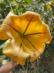 Solandra