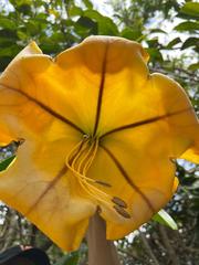 Solandra