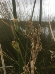Juncus procerus