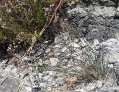 Allium mirzajevii