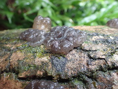 Exidia novozealandica