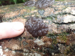 Exidia novozealandica