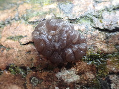 Exidia novozealandica
