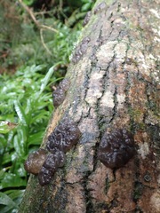 Exidia novozealandica