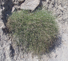 Gypsophila capitata