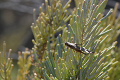 Eyprepocnemis plorans