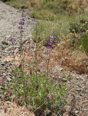 Lupinus meionanthus