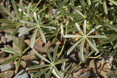 Lupinus meionanthus