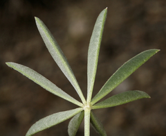 Lupinus meionanthus