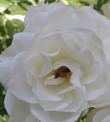 Apis mellifera