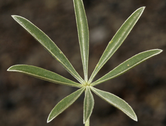 Lupinus meionanthus