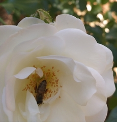 Apis mellifera