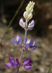 Lupinus meionanthus