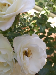 Apis mellifera