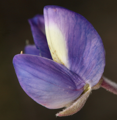 Lupinus meionanthus