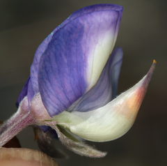 Lupinus meionanthus