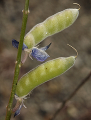 Lupinus meionanthus