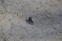 Nyctophila reichii