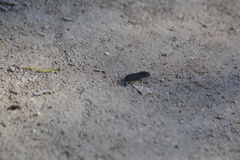 Nyctophila reichii
