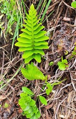 Asplenium obtusatum obtusatum