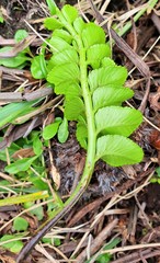Asplenium obtusatum obtusatum