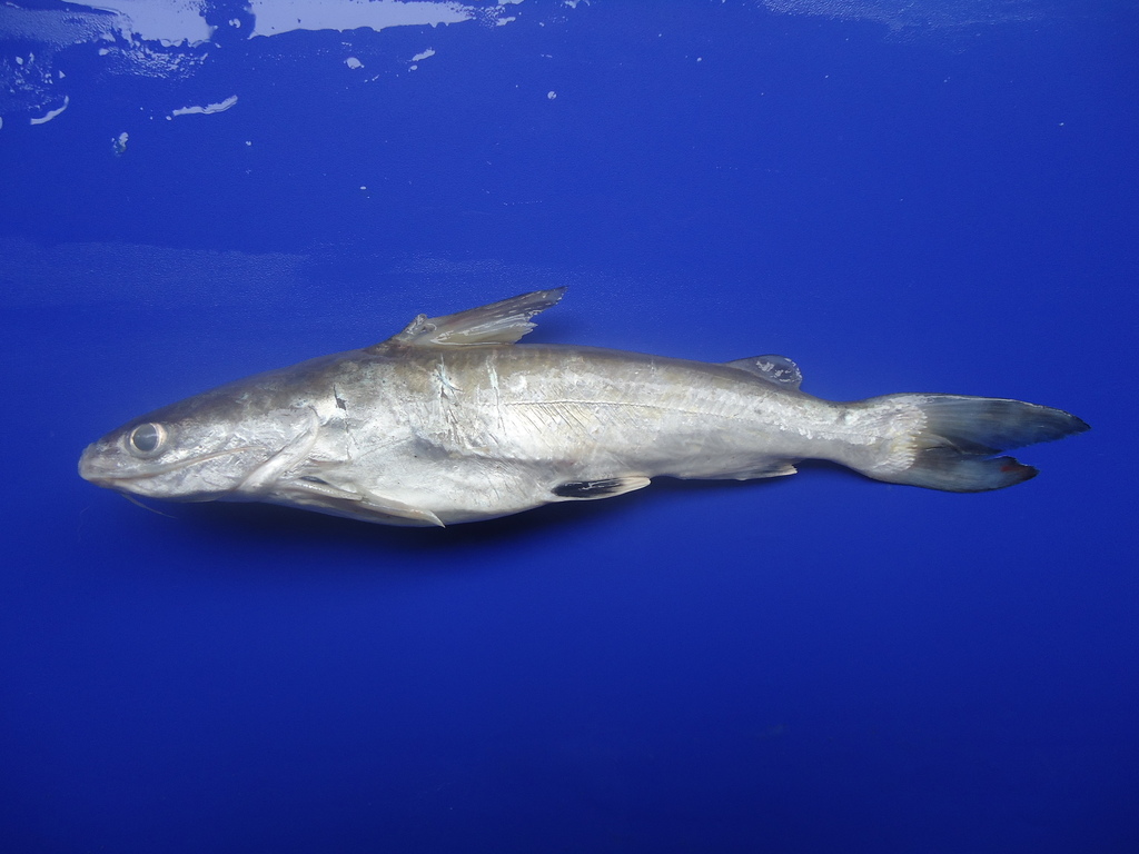 Cominate sea catfish (Occidentarius platypogon) — Ariidae