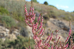 Magnoliopsida