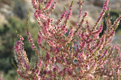 Magnoliopsida