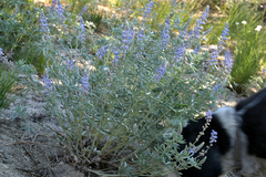 Lupinus argenteus montigenus