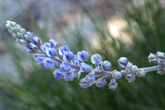 Lupinus argenteus montigenus