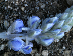 Lupinus argenteus montigenus