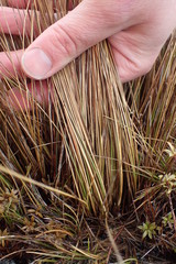 Chionochloa