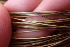 Chionochloa