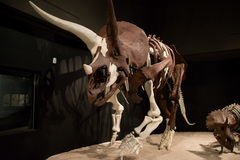 Triceratops horridus