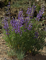 Lupinus argenteus montigenus