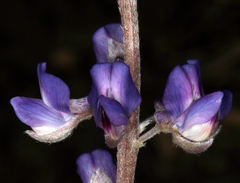 Lupinus argenteus montigenus