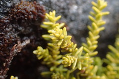 Lepidothamnus laxifolius