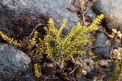 Lepidothamnus laxifolius