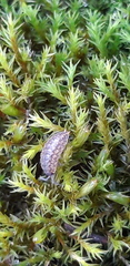 Porcellium collicola