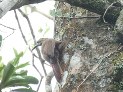 Xiphocolaptes albicollis