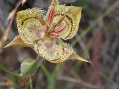 Calochortus tiburonensis