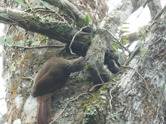 Xiphocolaptes albicollis