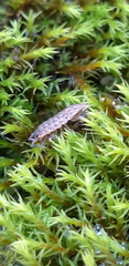 Porcellium collicola