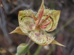 Calochortus tiburonensis