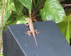 Anolis