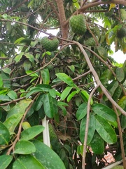 Annona muricata