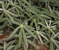 Lupinus argenteus palmeri