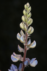Lupinus argenteus palmeri
