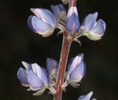 Lupinus argenteus palmeri